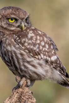 Quase 1.700 animais selvagens acolhidos pela Quercus: "Número tem vindo a aumentar de ano para ano"